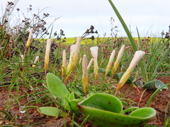 Oxalis stictocheila