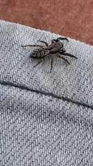 Marpissa muscosa