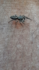 Marpissa muscosa