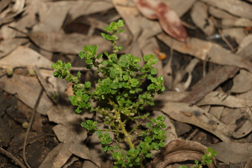 Green crumbweed (Dysphania carinata)