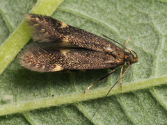 Eulamprotes atrella