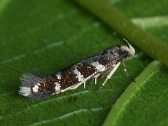 Eulamprotes wilkella