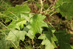 Solanum mitchellianum