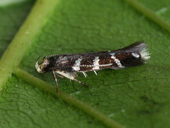 Eulamprotes wilkella