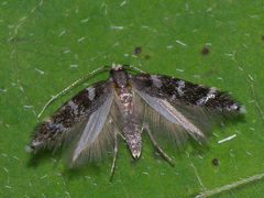 Eulamprotes wilkella
