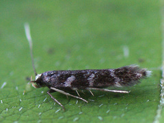 Eulamprotes wilkella