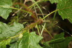 Solanum mitchellianum