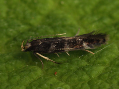 Eulamprotes wilkella