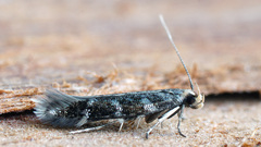 Eulamprotes wilkella