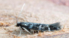 Eulamprotes wilkella