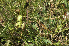 Hyla intermedia perrini