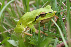 Hyla intermedia perrini