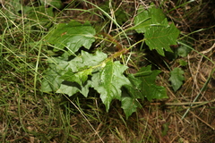Solanum mitchellianum