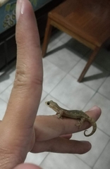 Hemiphyllodactylus chiangmaiensis