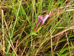 Romulea tabularis