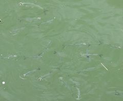 Hemiculter leucisculus