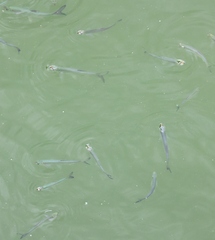 Hemiculter leucisculus