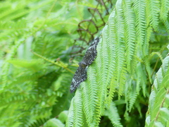 Dichorragia nesimachus nesiotes