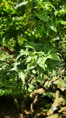 Magnoliopsida