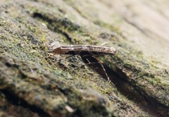 Conopomorpha sinensis