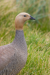 Chloephaga rubidiceps