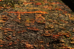 Anoplolepis gracilipes