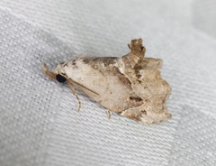 Euwilemania angulata