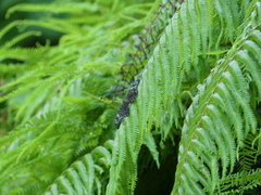 Dichorragia nesimachus nesiotes