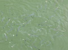 Hemiculter leucisculus