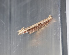 Hypatima spathota