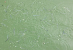 Hemiculter leucisculus