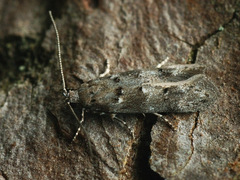 Exoteleia dodecella