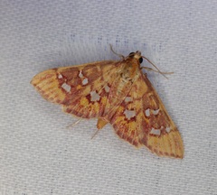 Ischnurges gratiosalis