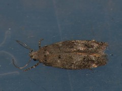 Exoteleia dodecella