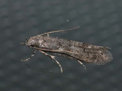 Exoteleia dodecella