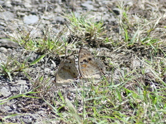 Junonia orithya orithya