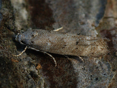 Exoteleia dodecella