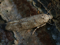 Exoteleia dodecella