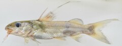 Chrysichthys auratus