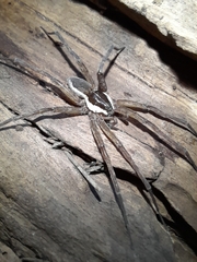 Dolomedes instabilis