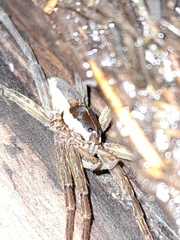 Dolomedes instabilis