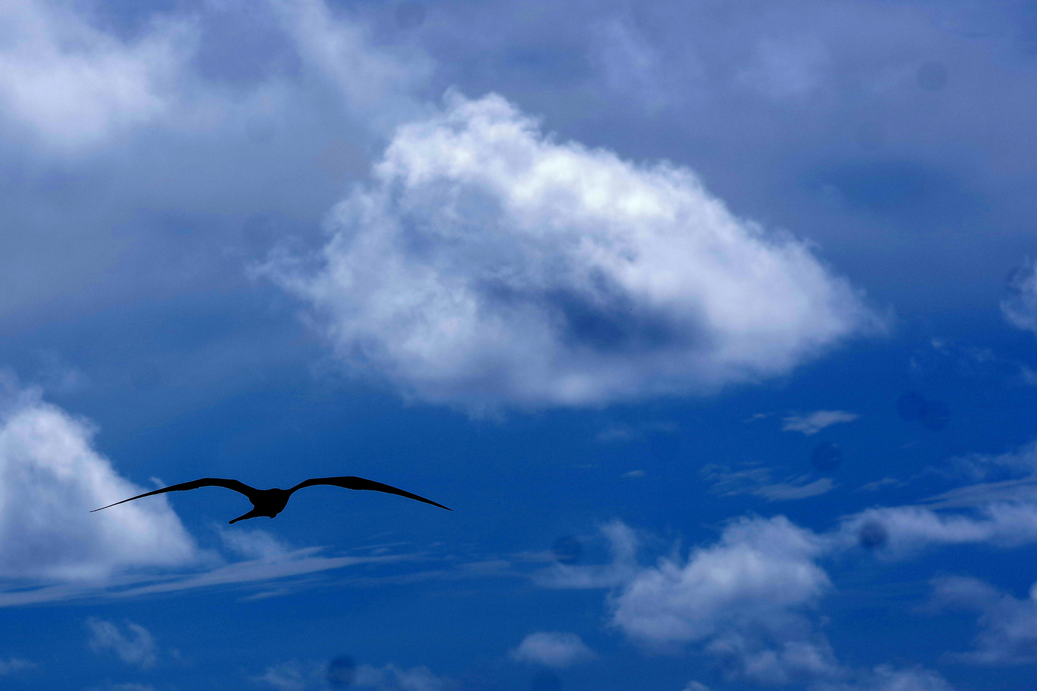 Christmas Frigatebird
