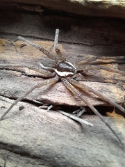 Dolomedes instabilis