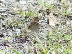 Junonia orithya orithya