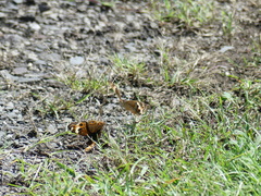 Junonia orithya orithya