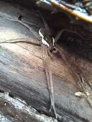 Dolomedes instabilis