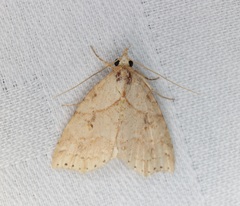 Olulis puncticinctalis