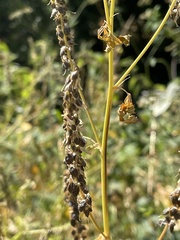 Melilotus altissimus