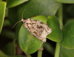 Phaecasiophora leechi