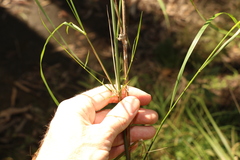 Austrostipa verticillata